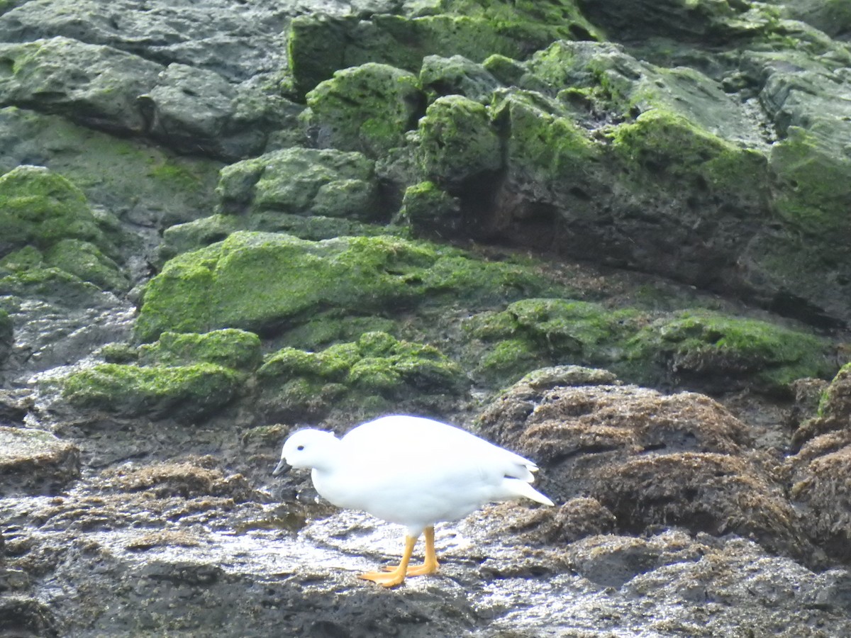 Kelp Goose - ML640728379
