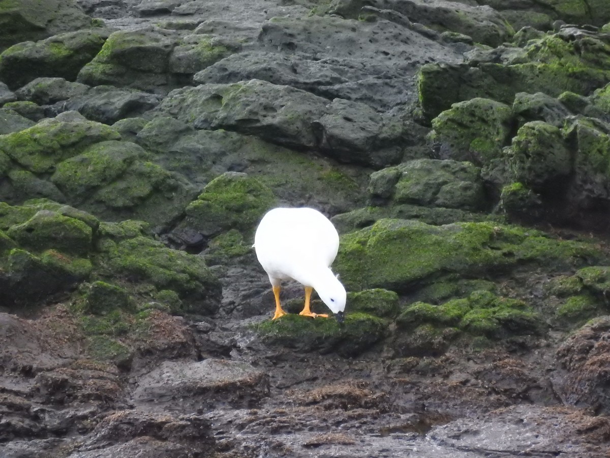 Kelp Goose - ML640728380