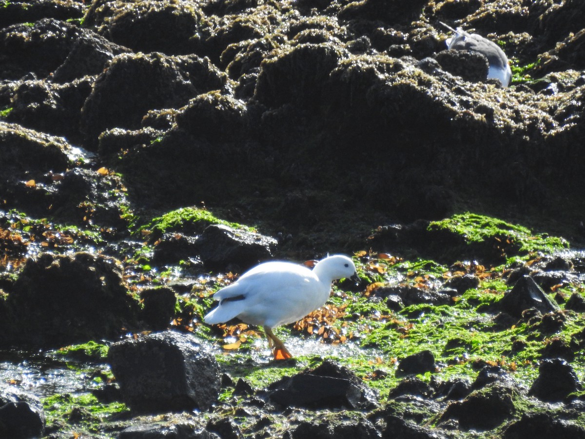 Kelp Goose - ML640728381