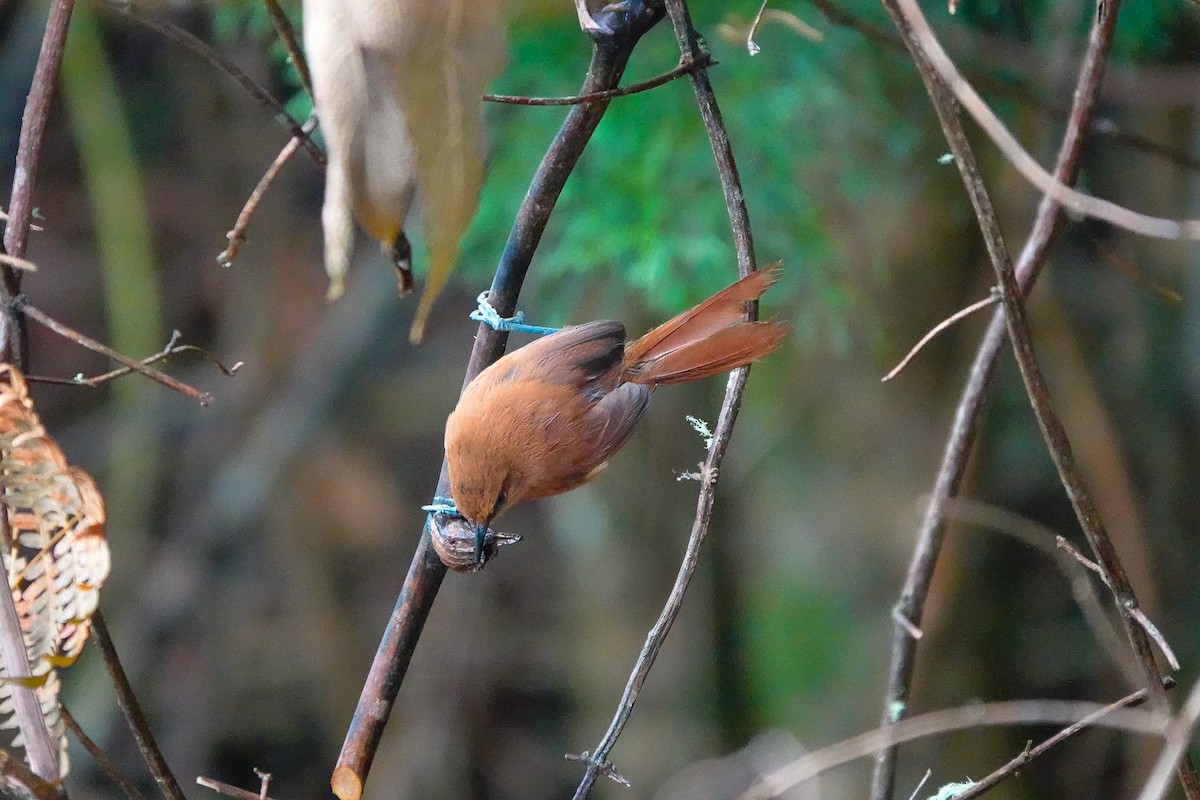 Rufous Spinetail (munoztebari) - ML640728445