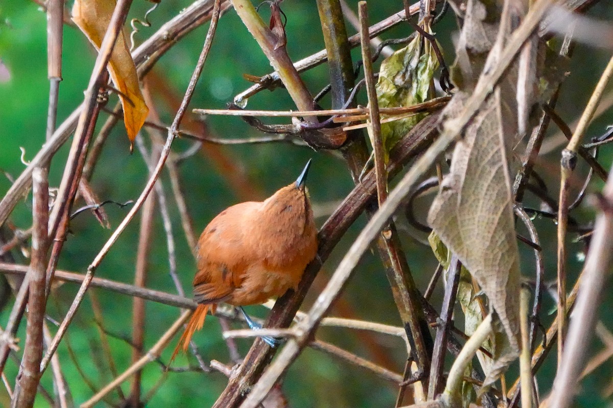 Rufous Spinetail (munoztebari) - ML640728446