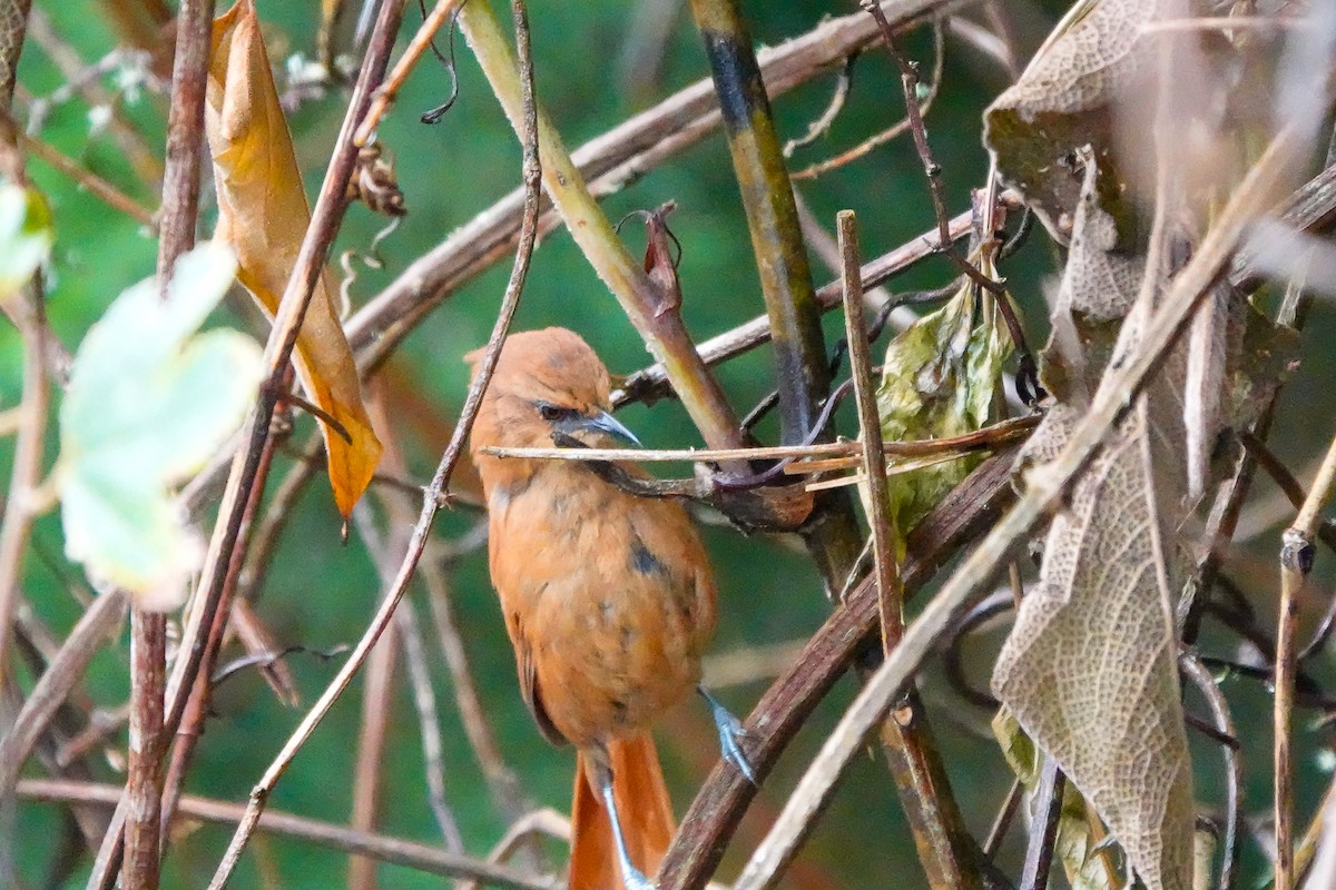 Rufous Spinetail (munoztebari) - ML640728447