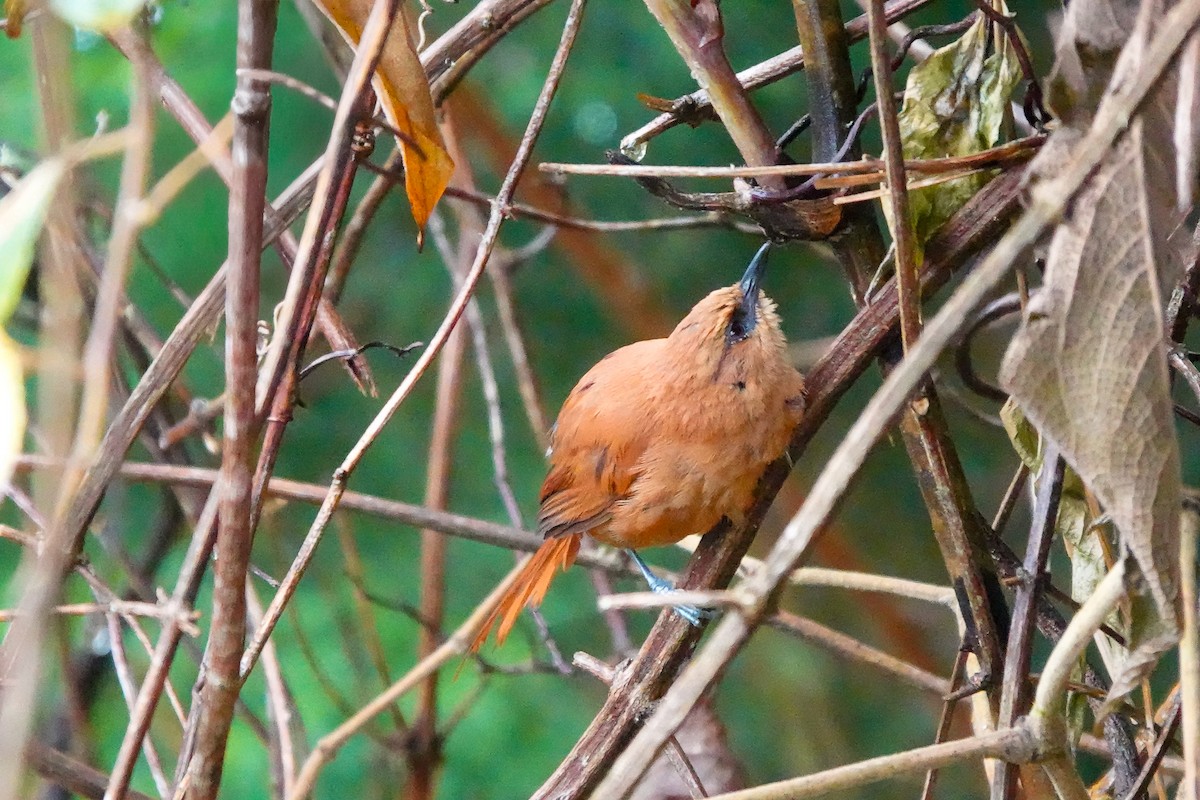 Rufous Spinetail (munoztebari) - ML640728449