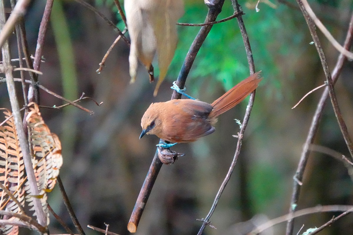 Rufous Spinetail (munoztebari) - ML640728551