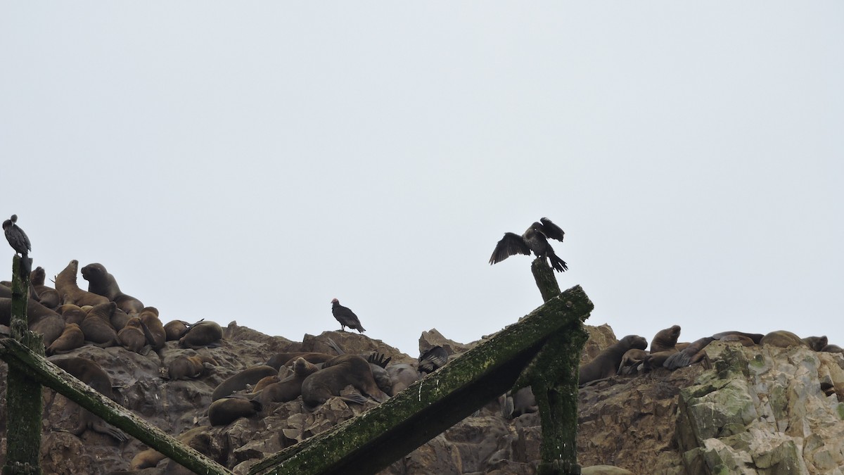 Guanay Cormorant - ML640728606