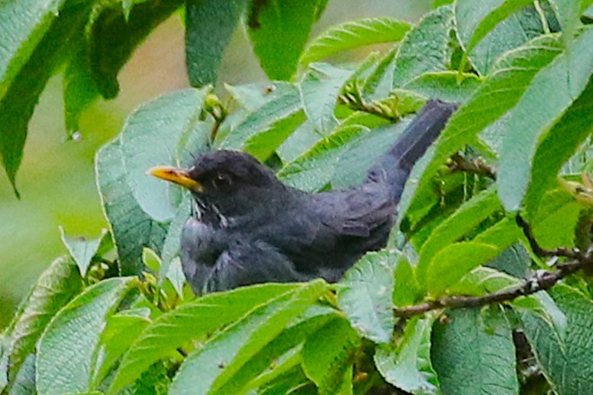 Andean Slaty Thrush - ML640728649