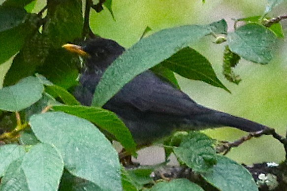 Andean Slaty Thrush - ML640728650