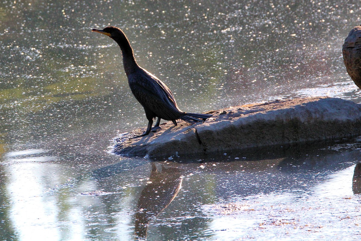 Double-crested Cormorant - ML640728659