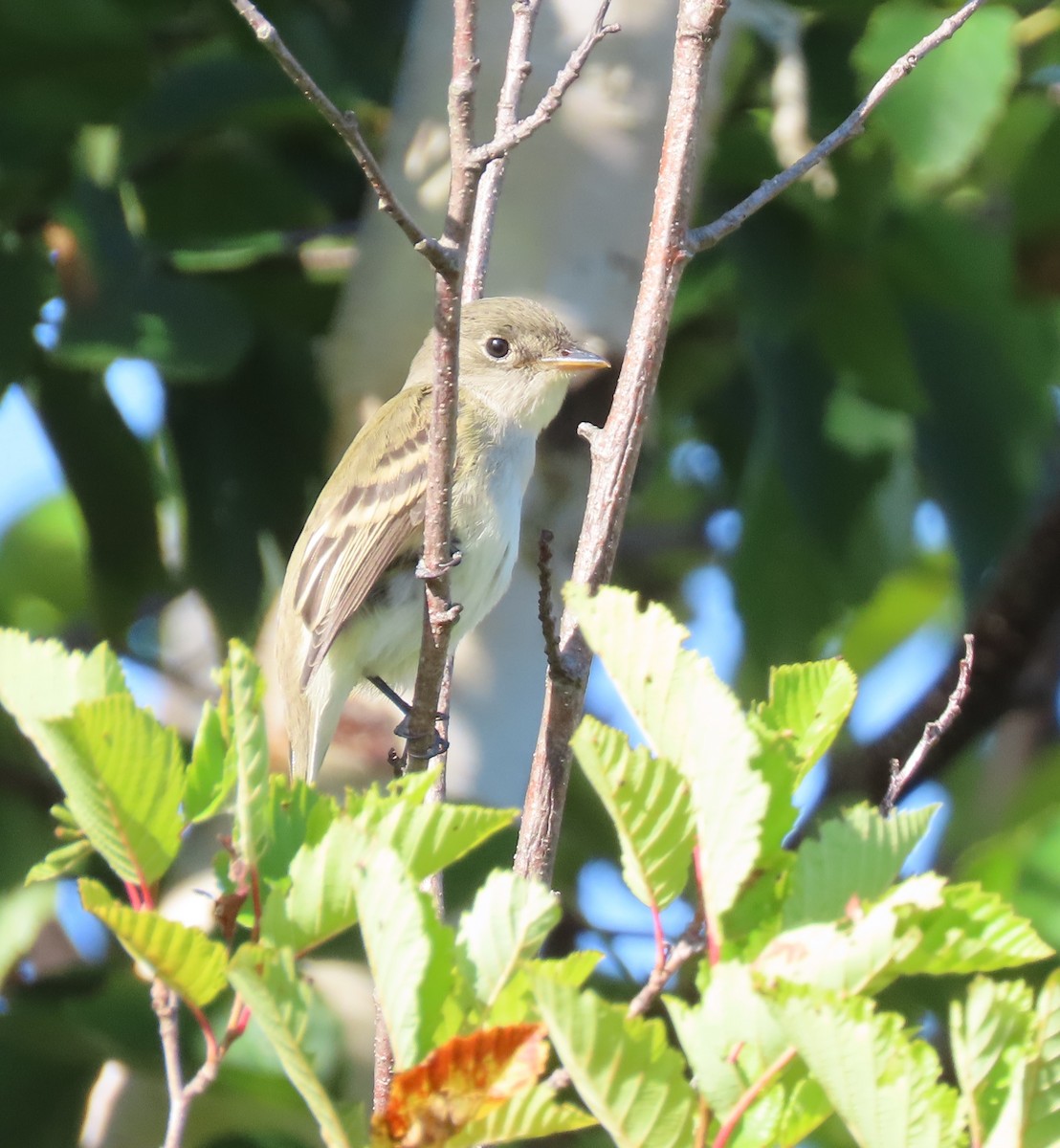 Alder Flycatcher - ML640728728