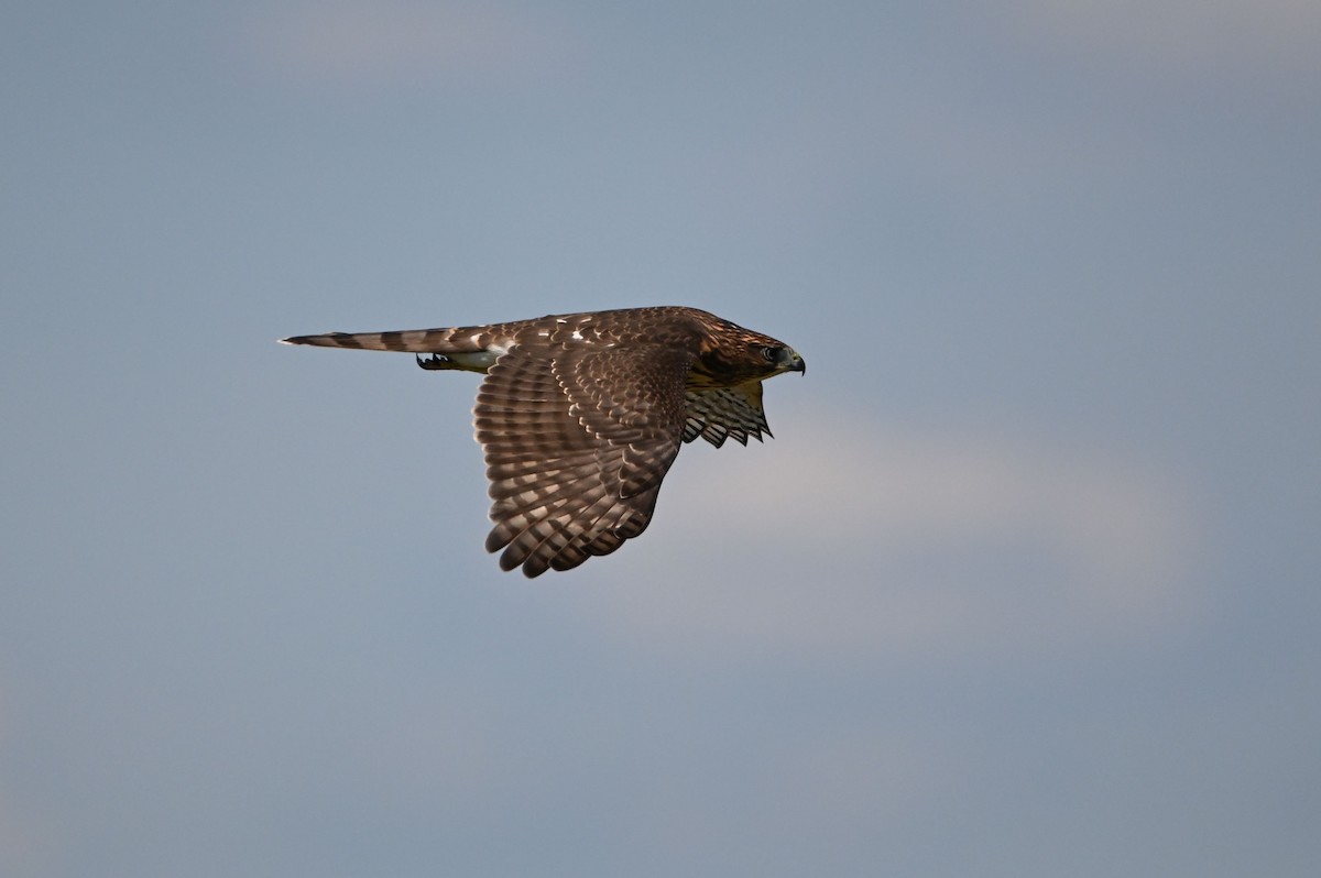 Cooper's Hawk - ML640728770