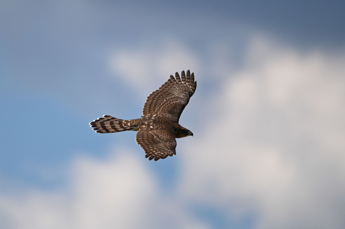 Cooper's Hawk - ML640728789