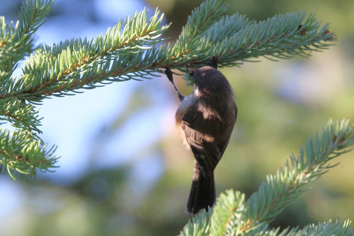 Mésange à tête brune - ML640728853