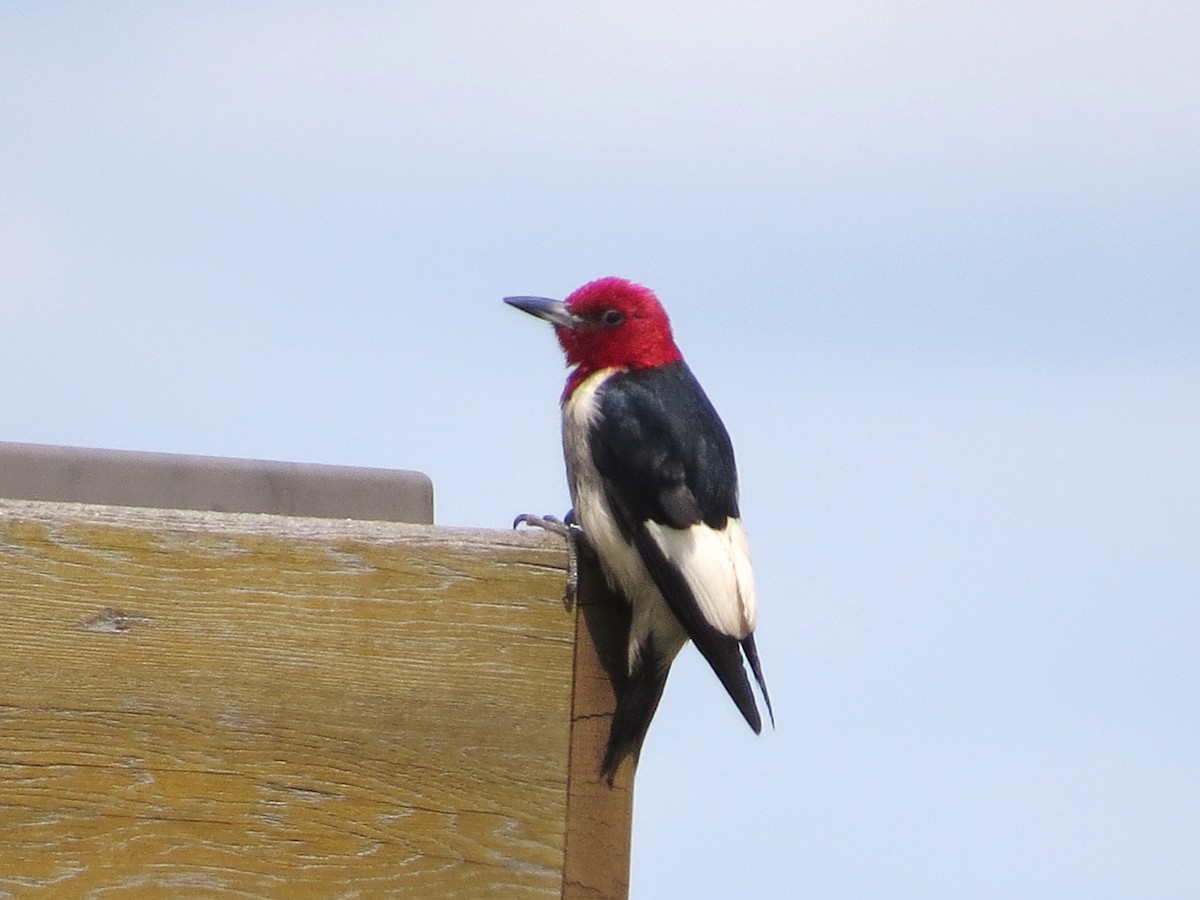 Red-headed Woodpecker - ML640728875
