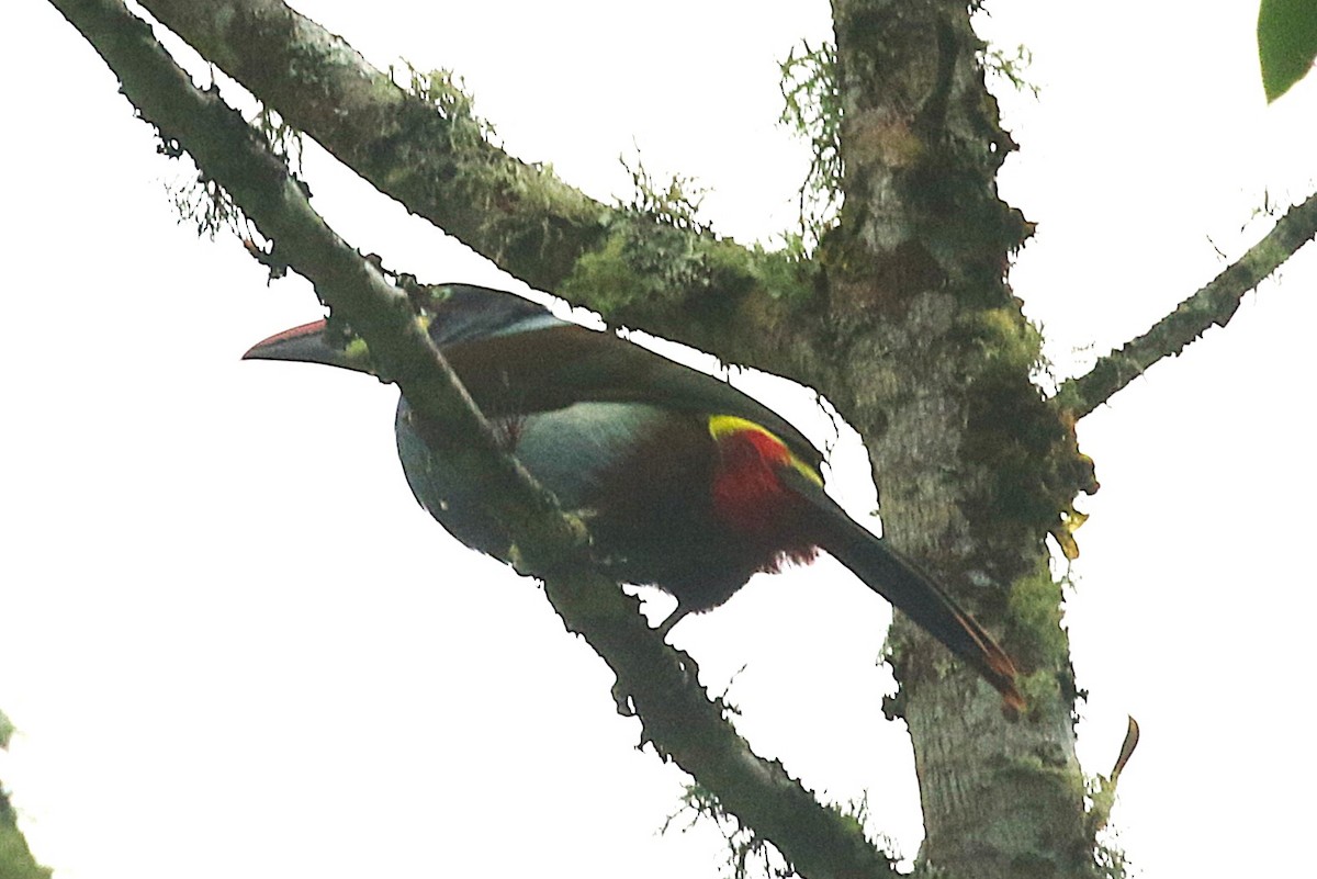 Gray-breasted Mountain-Toucan - ML640728884