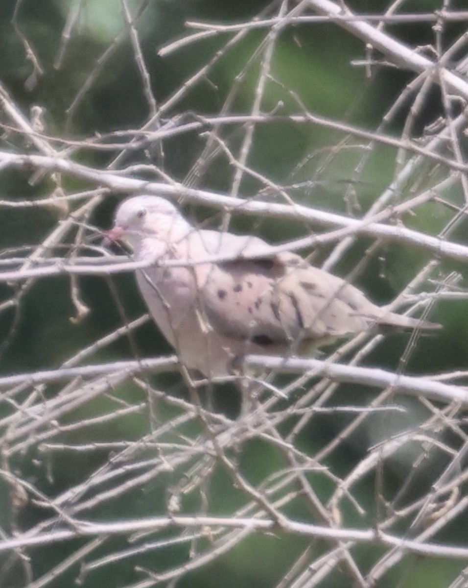 Common Ground Dove - ML640728931