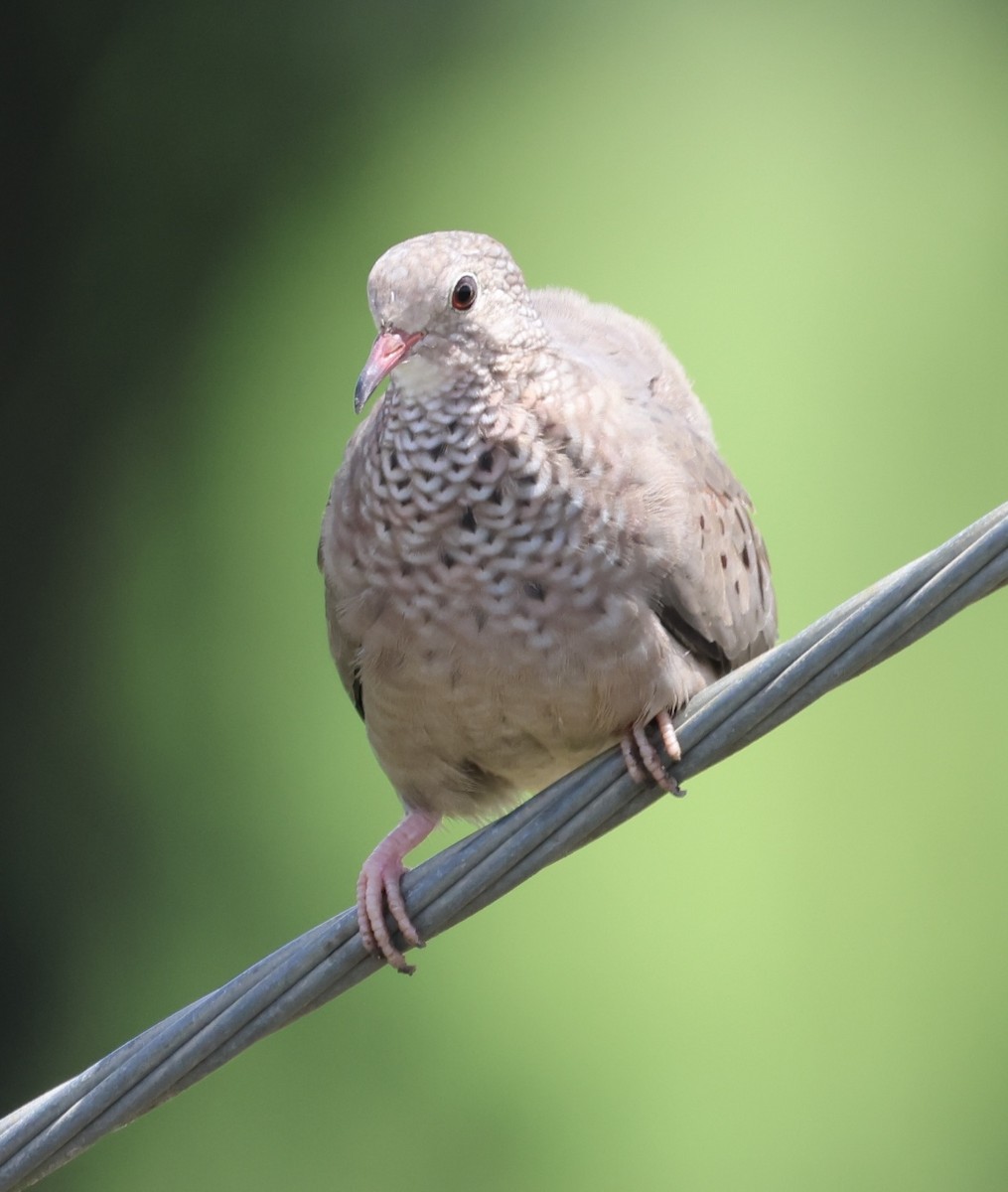 Common Ground Dove - ML640728932
