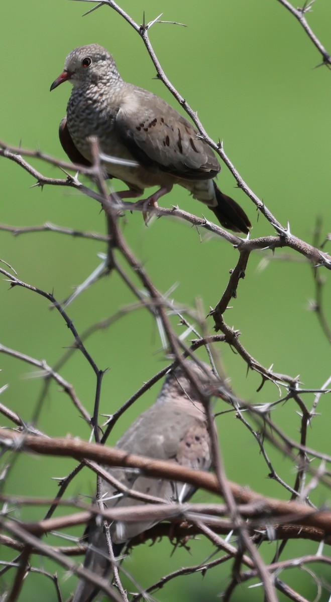 Common Ground Dove - ML640728933