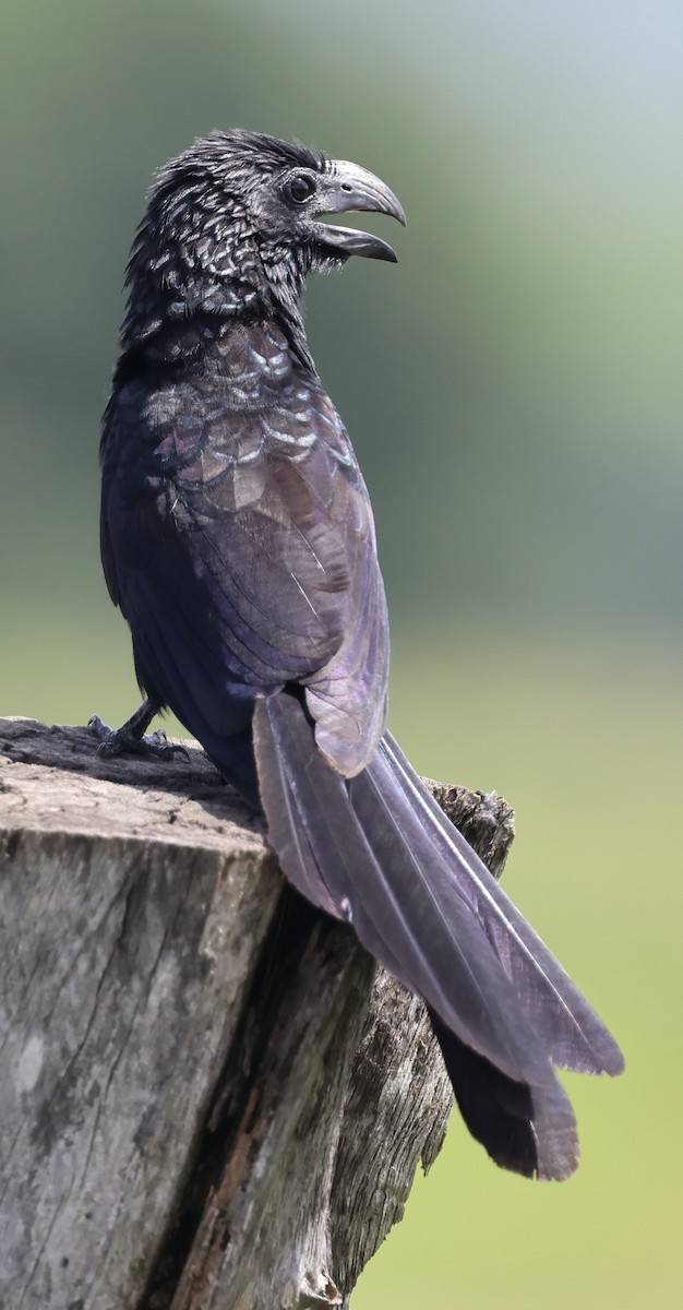 Groove-billed Ani - ML640728957