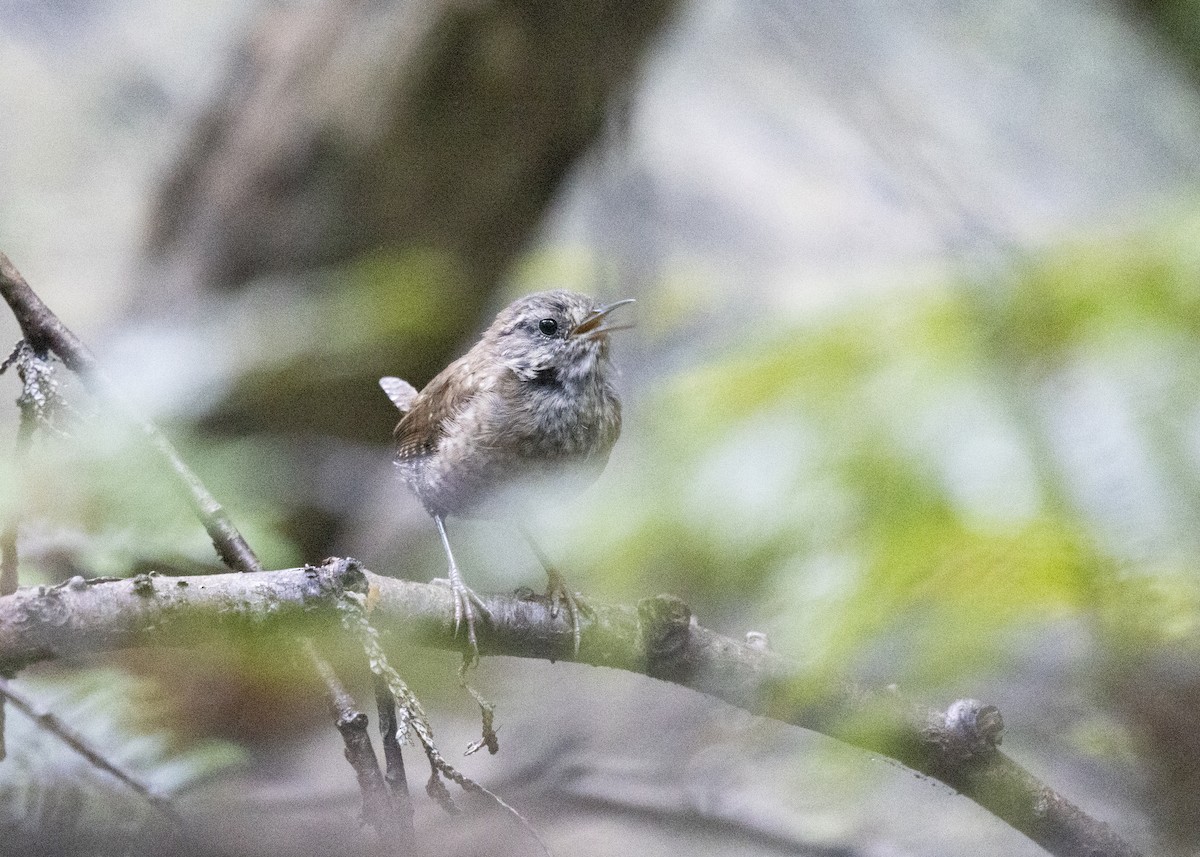 Winter Wren - ML640728976