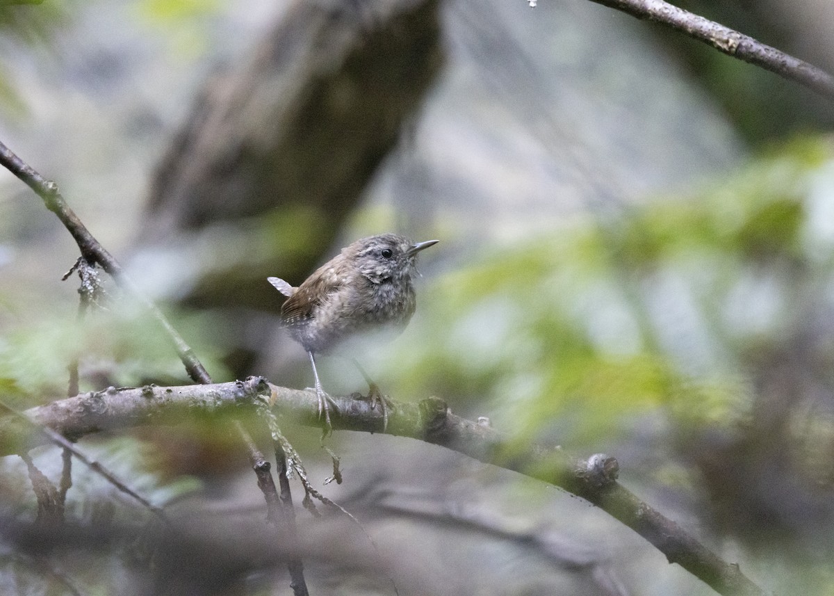 Winter Wren - ML640728978