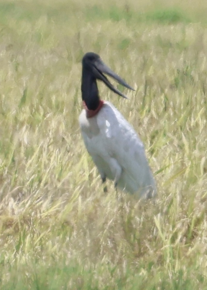 Jabiru - ML640728986