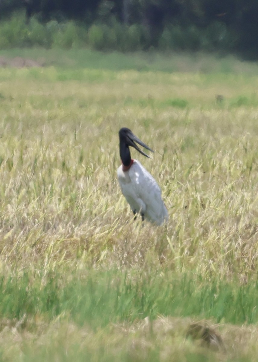 Jabiru - ML640728987