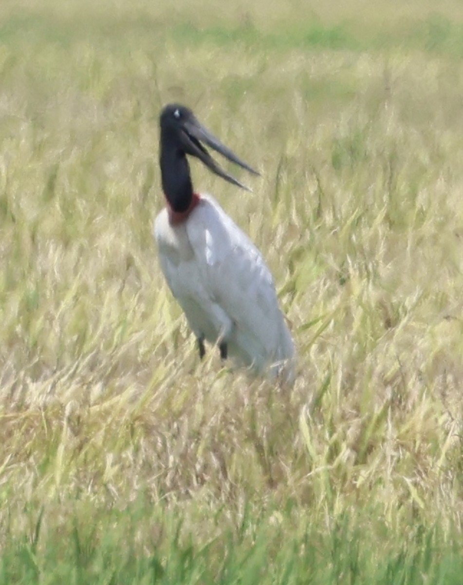Jabiru - ML640728988