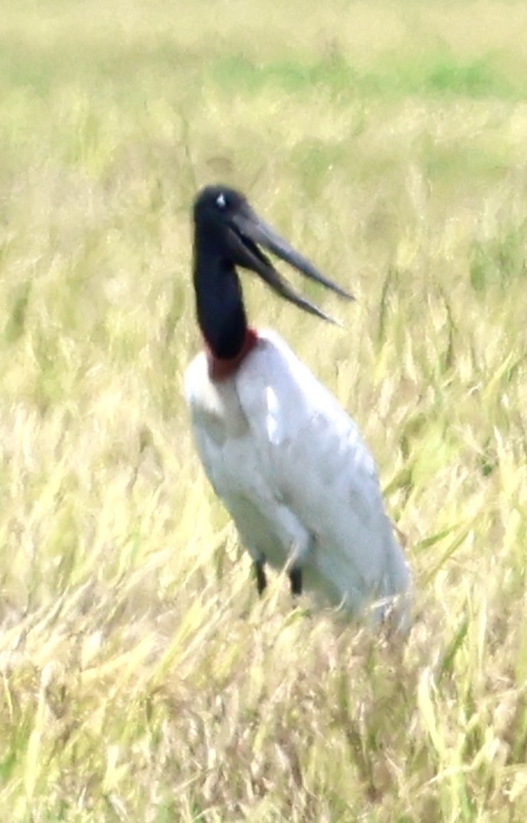Jabiru - ML640728989