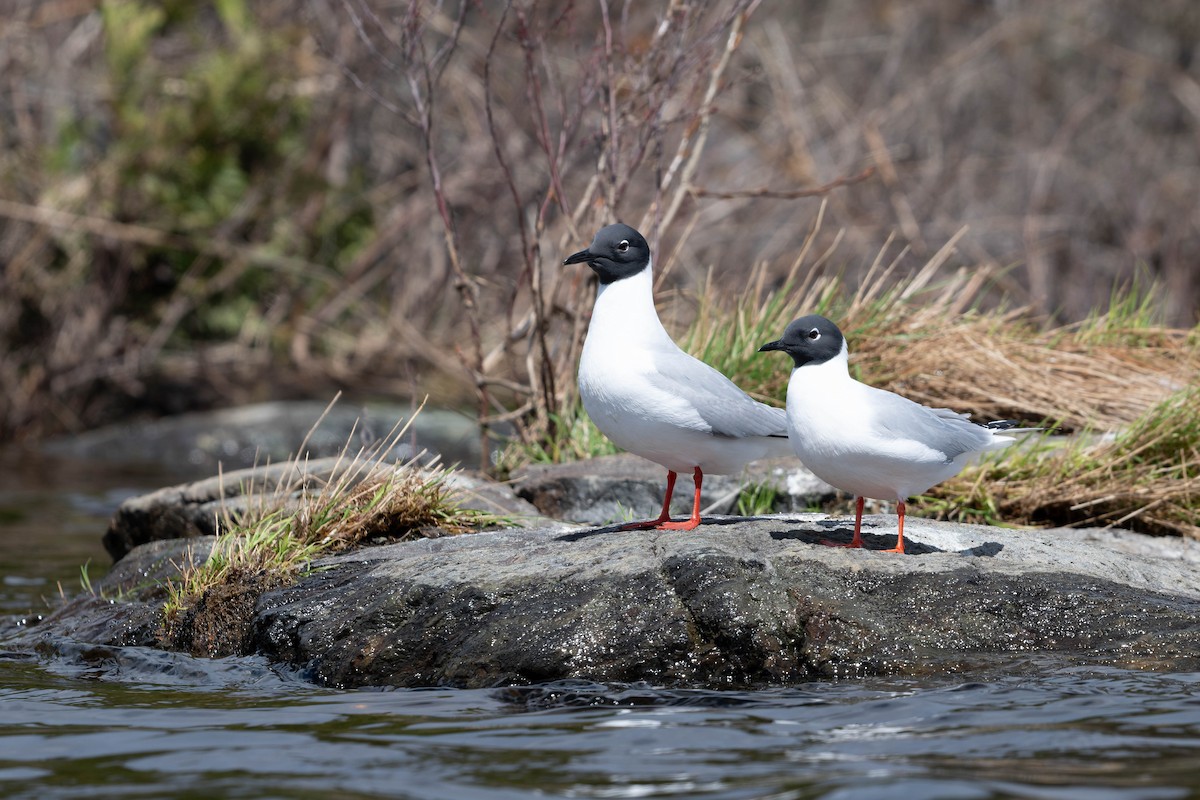 Bonaparte's Gull - ML640729005