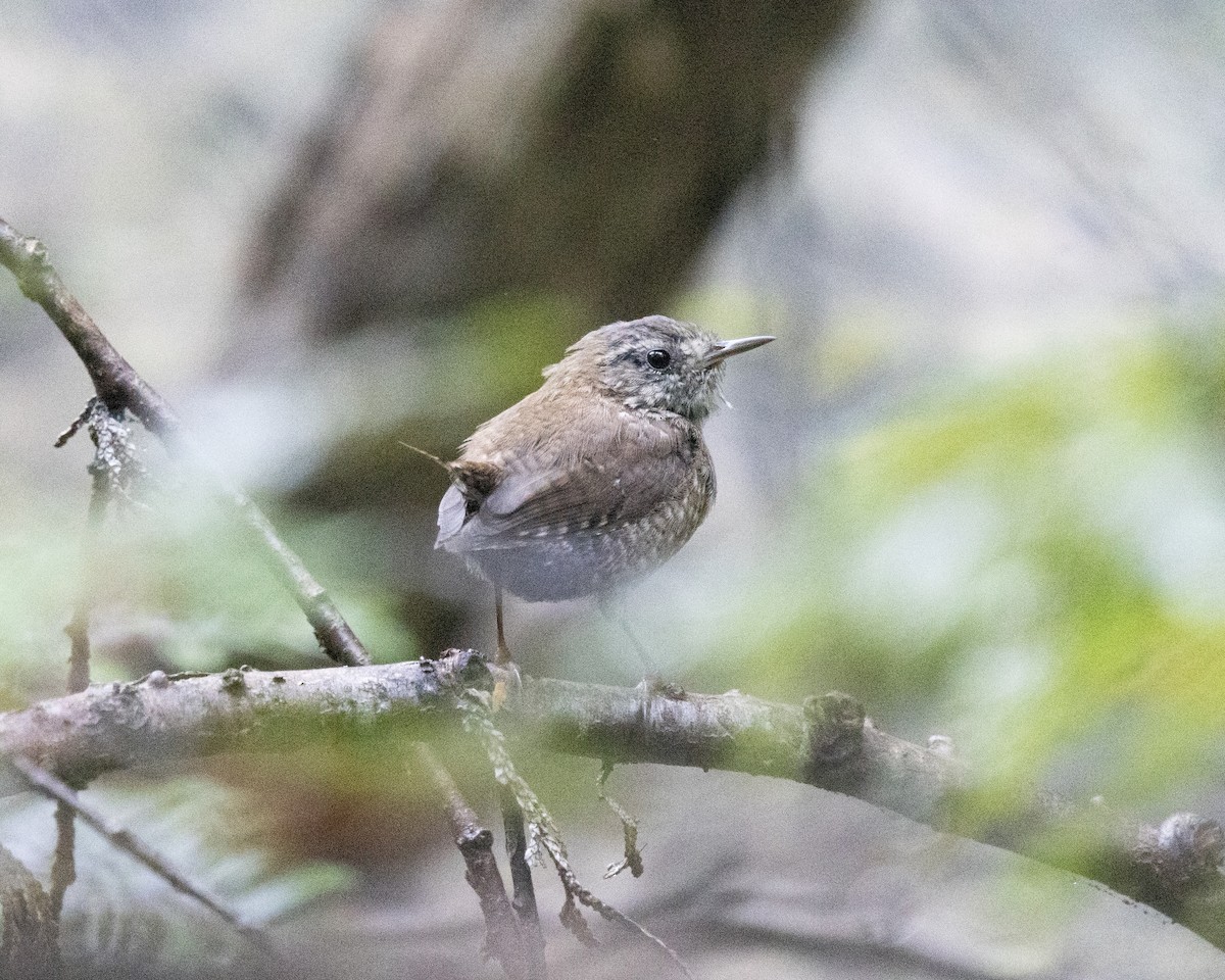 Winter Wren - ML640729046