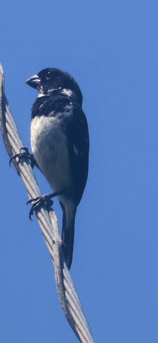 Morelet's Seedeater - ML640729113