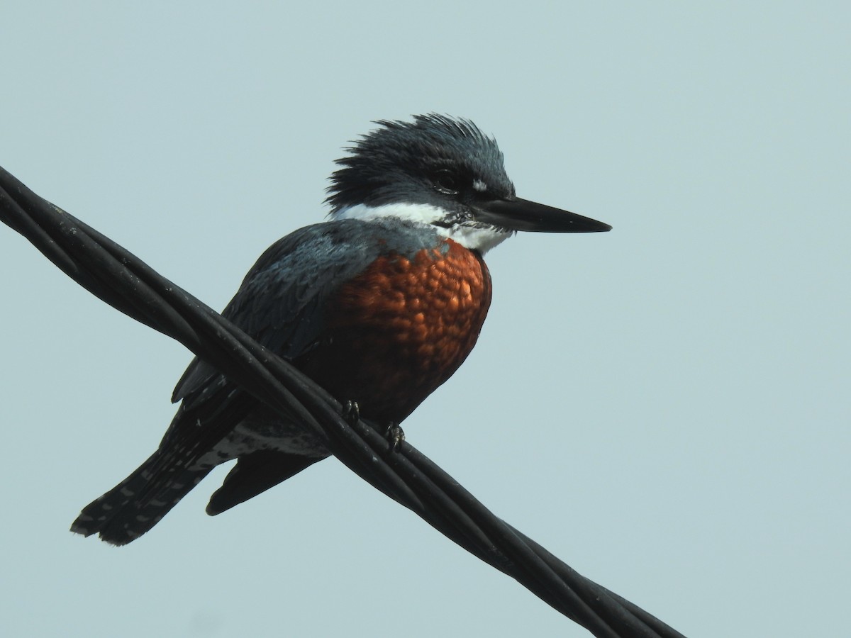 Ringed Kingfisher - ML640729127