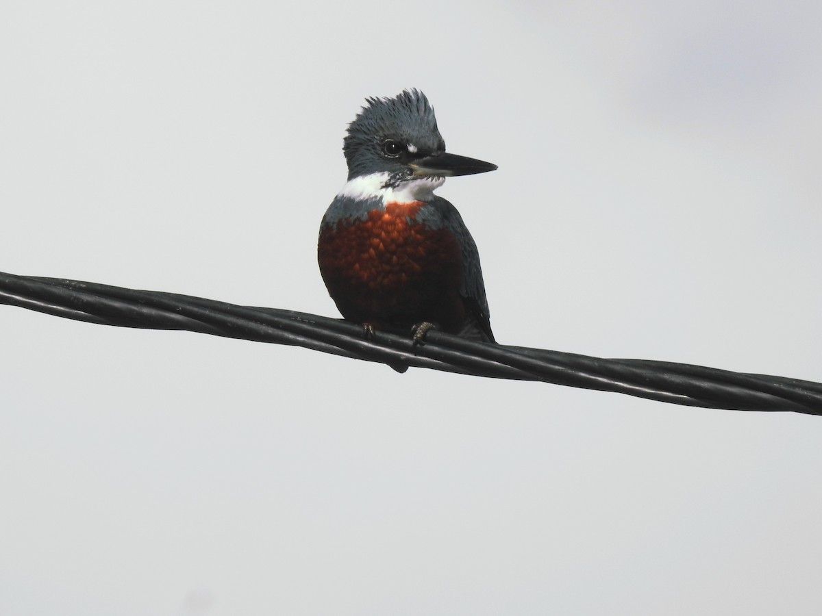 Ringed Kingfisher - ML640729128