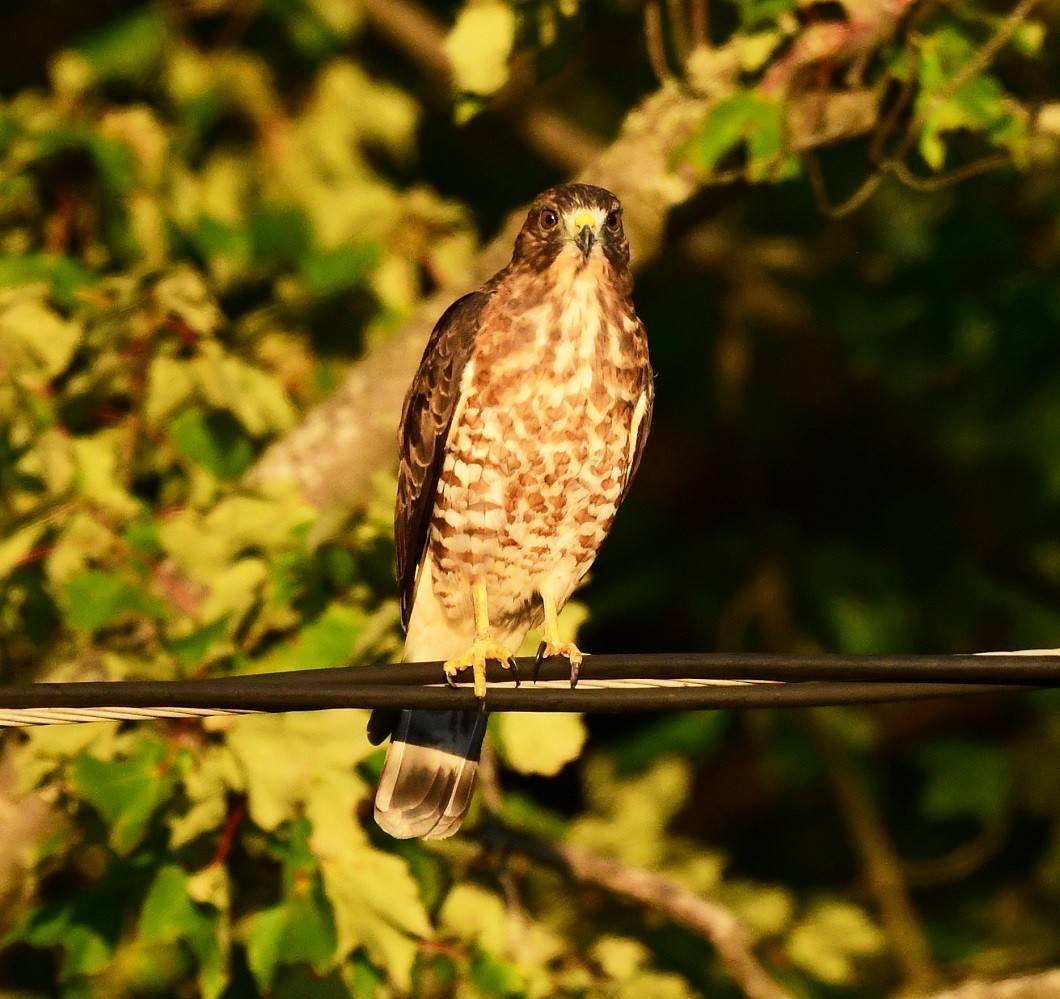 Broad-winged Hawk - ML640729201