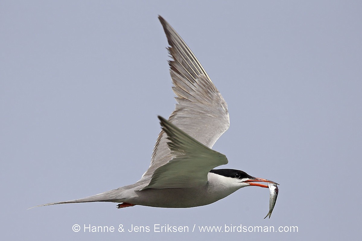 White-cheeked Tern - Jens Eriksen