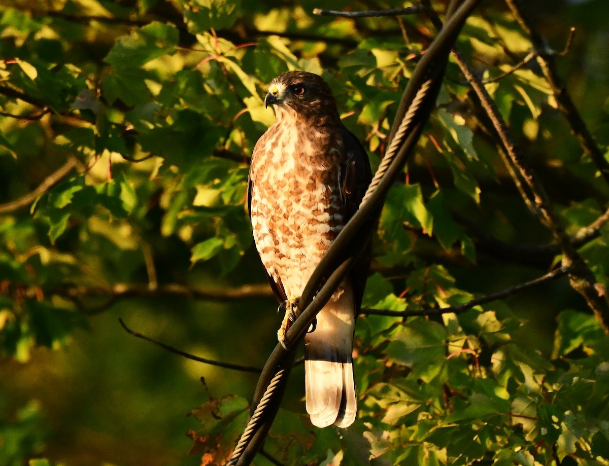 Broad-winged Hawk - ML640729211