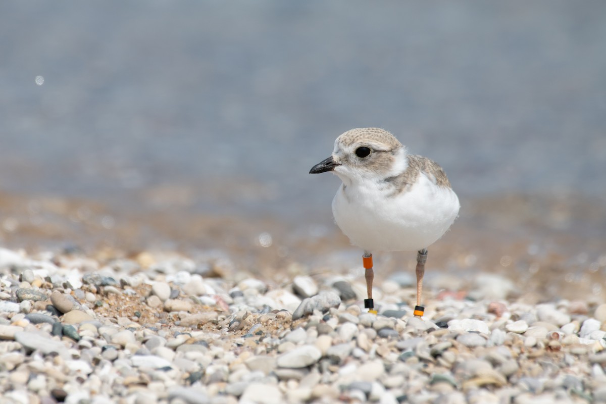 Piping Plover - ML640729281