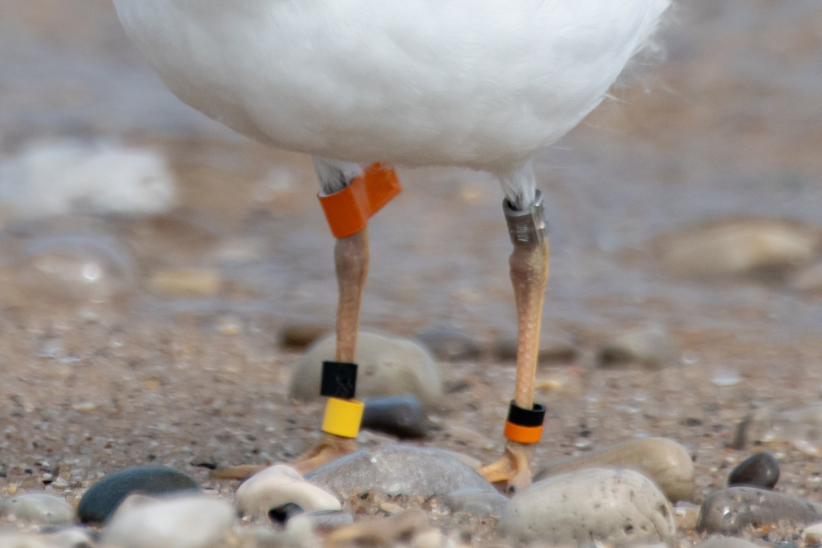 Piping Plover - ML640729292