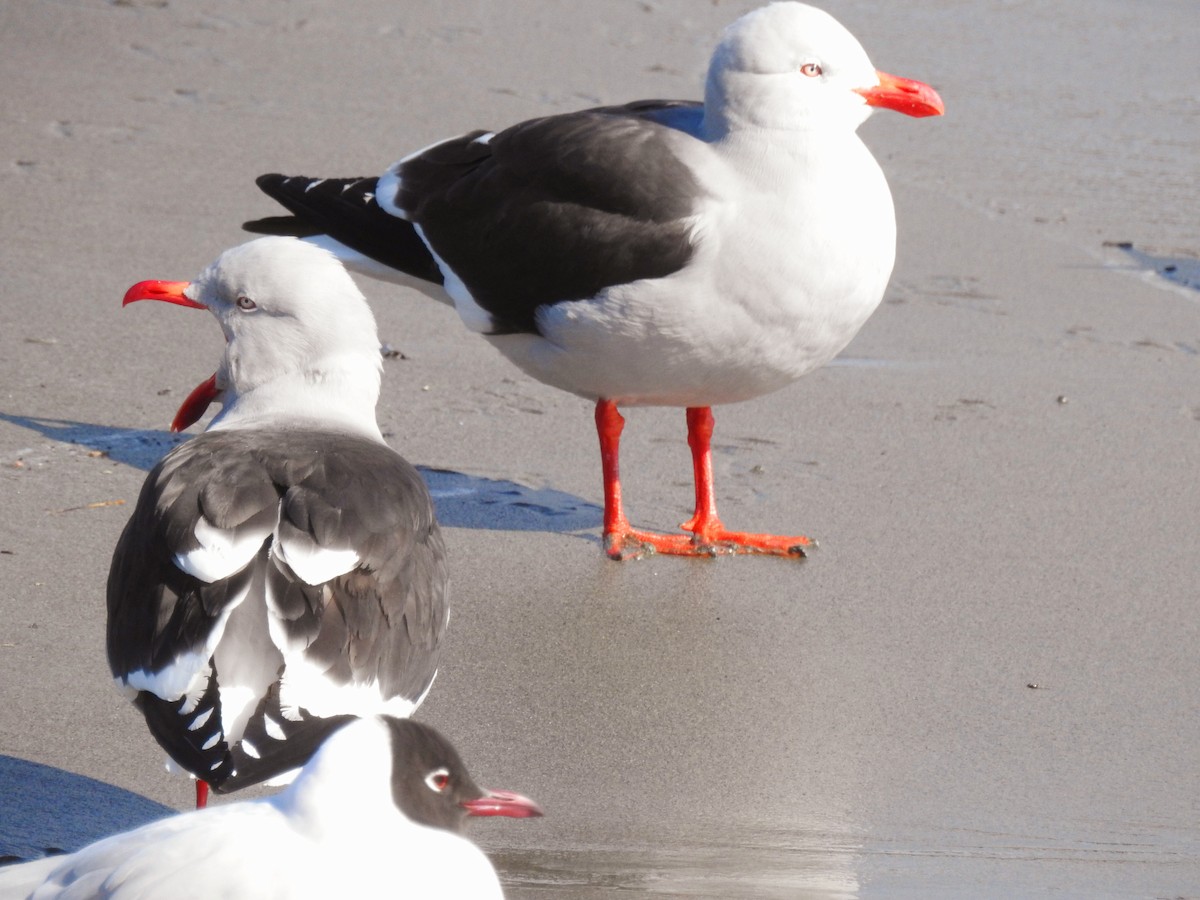 Dolphin Gull - ML640729342