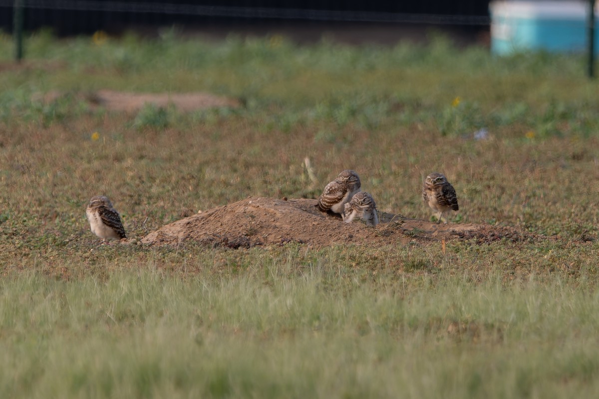 Burrowing Owl - ML640729349