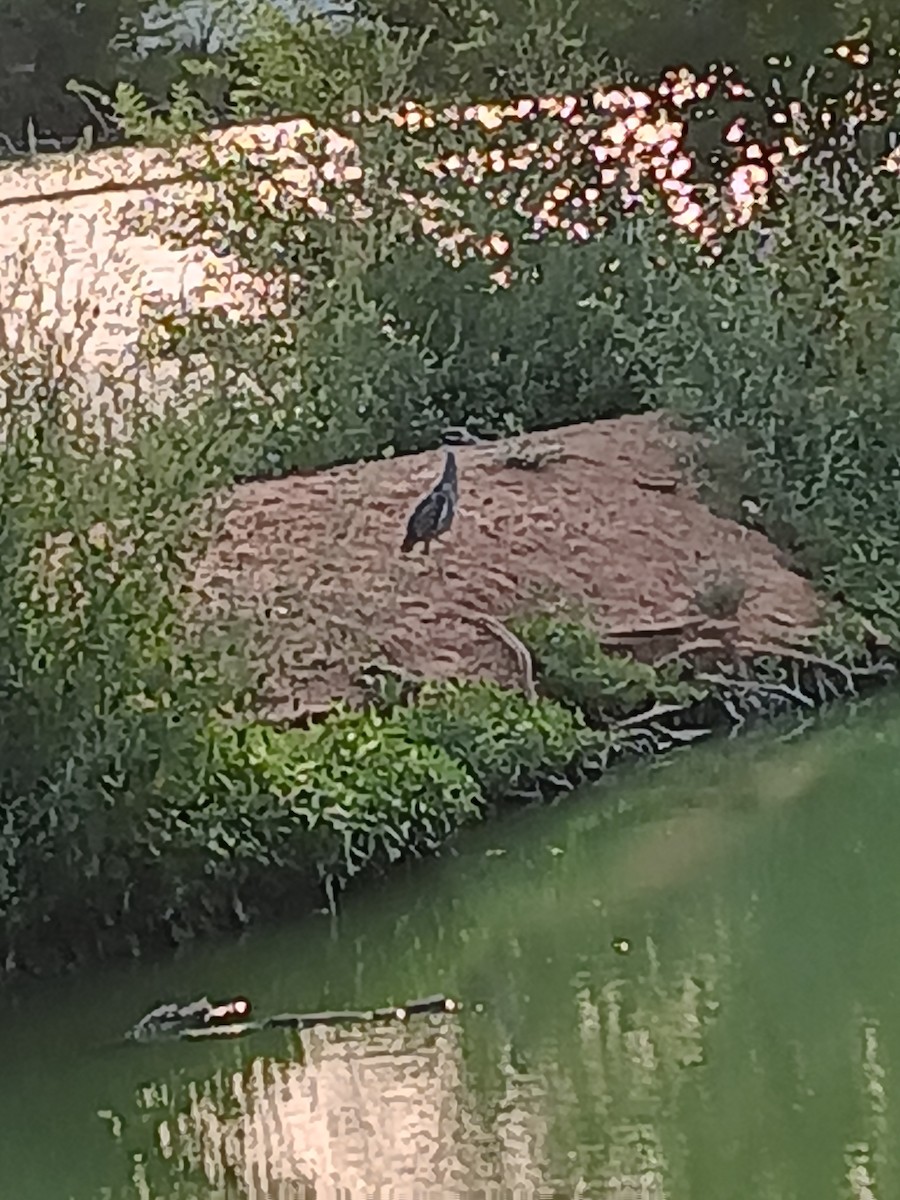 Yellow-crowned Night Heron - ML640729353