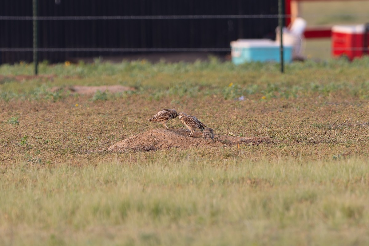 Burrowing Owl - ML640729385