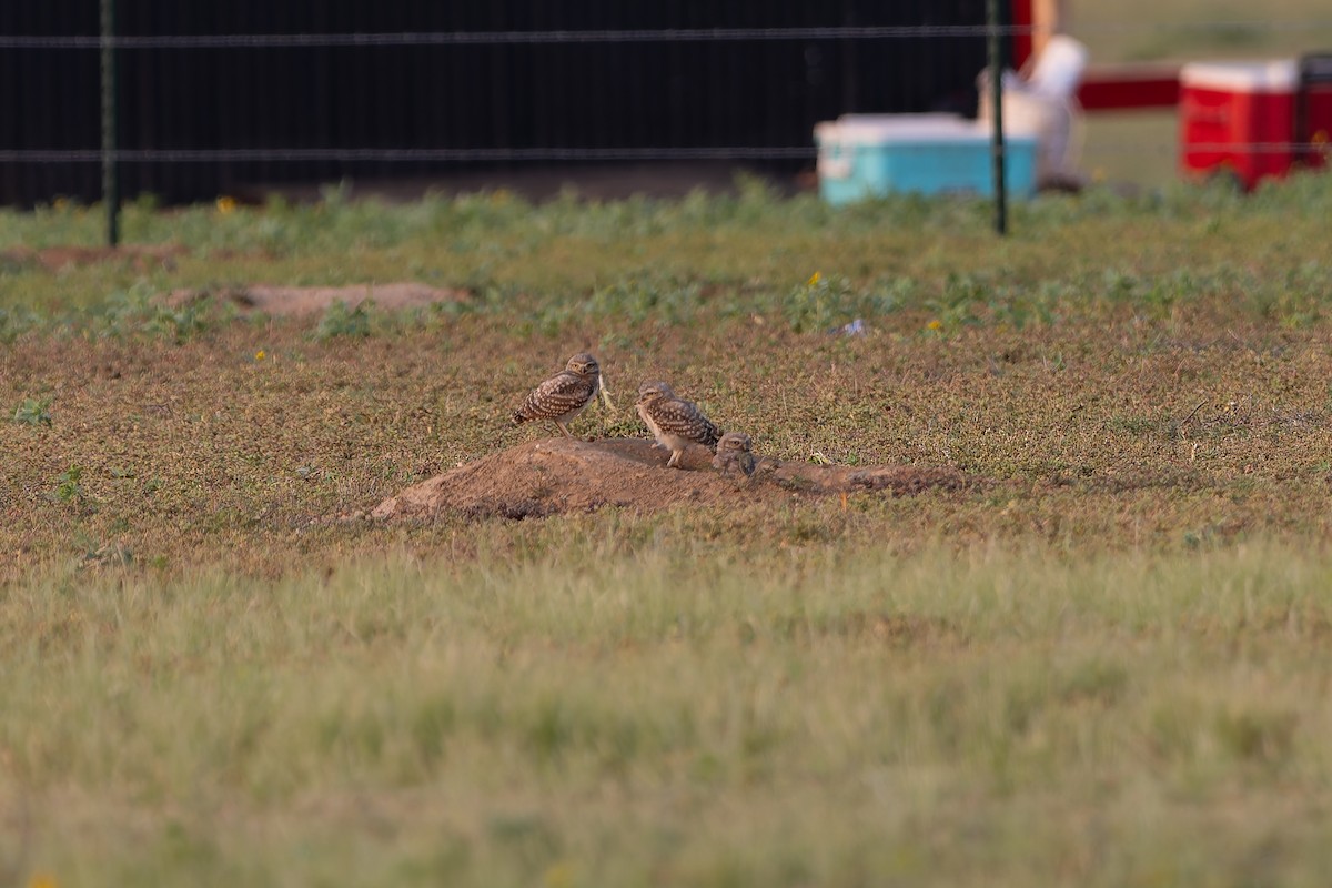 Burrowing Owl - ML640729406