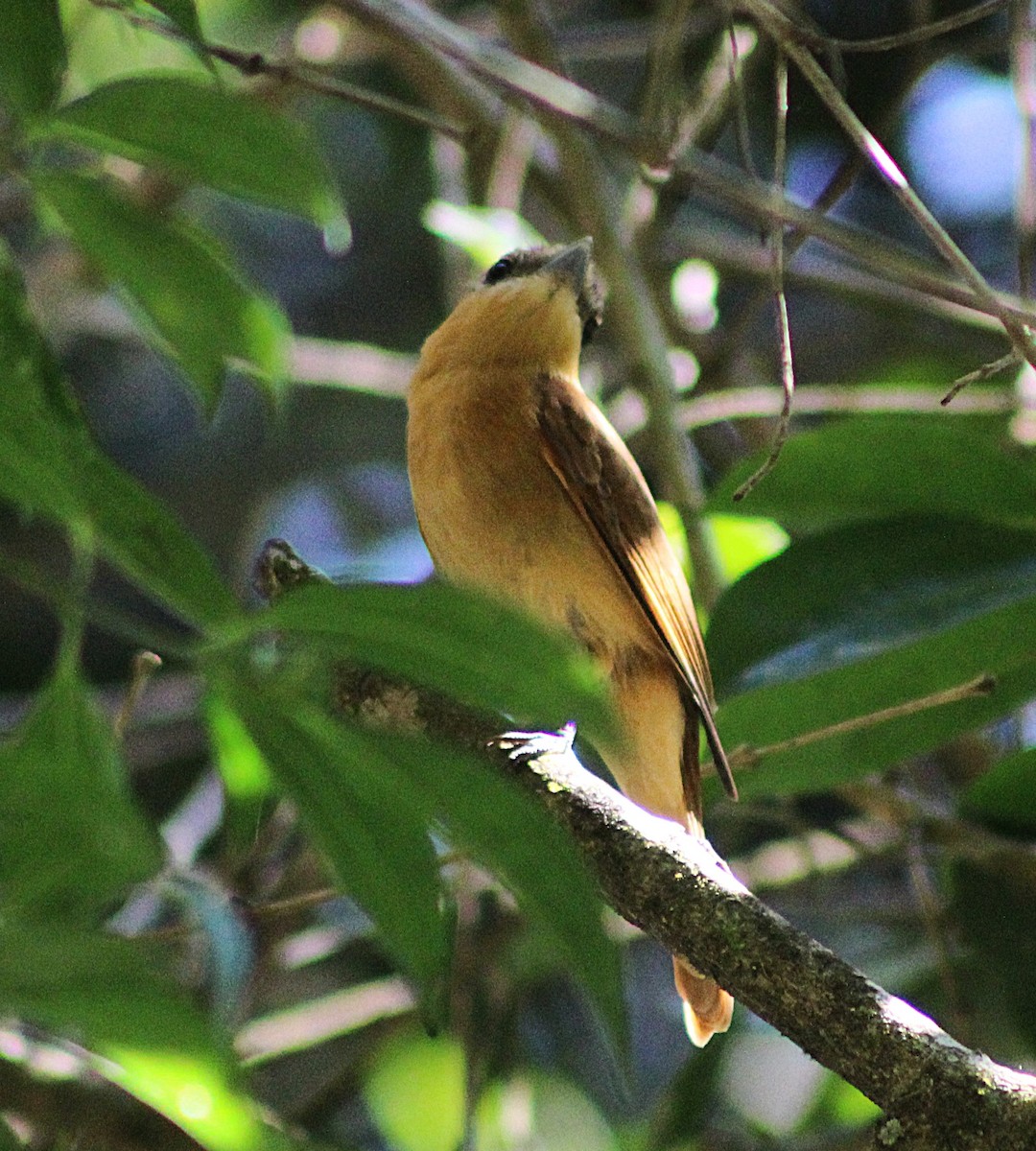 Bécarde à calotte rousse - ML640729460