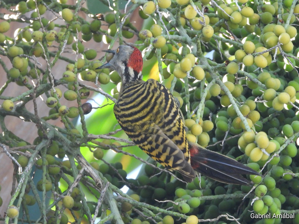 Hispaniolan Woodpecker - ML640729471