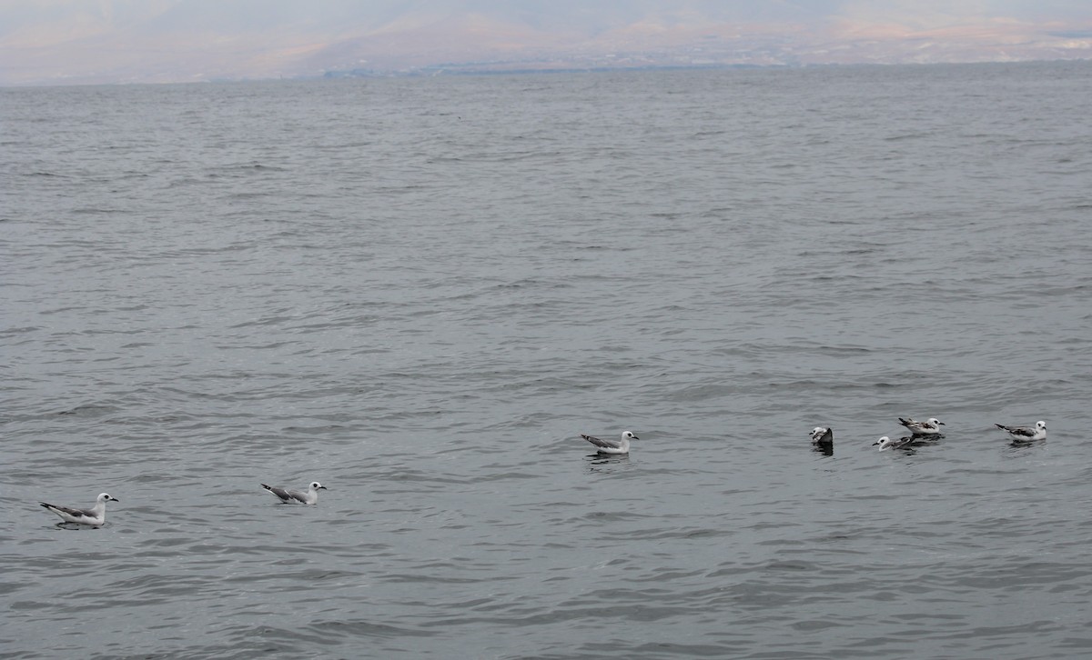 Swallow-tailed Gull - ML640729532