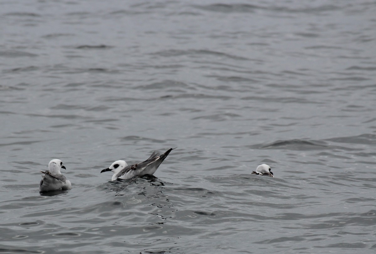 Swallow-tailed Gull - ML640729533