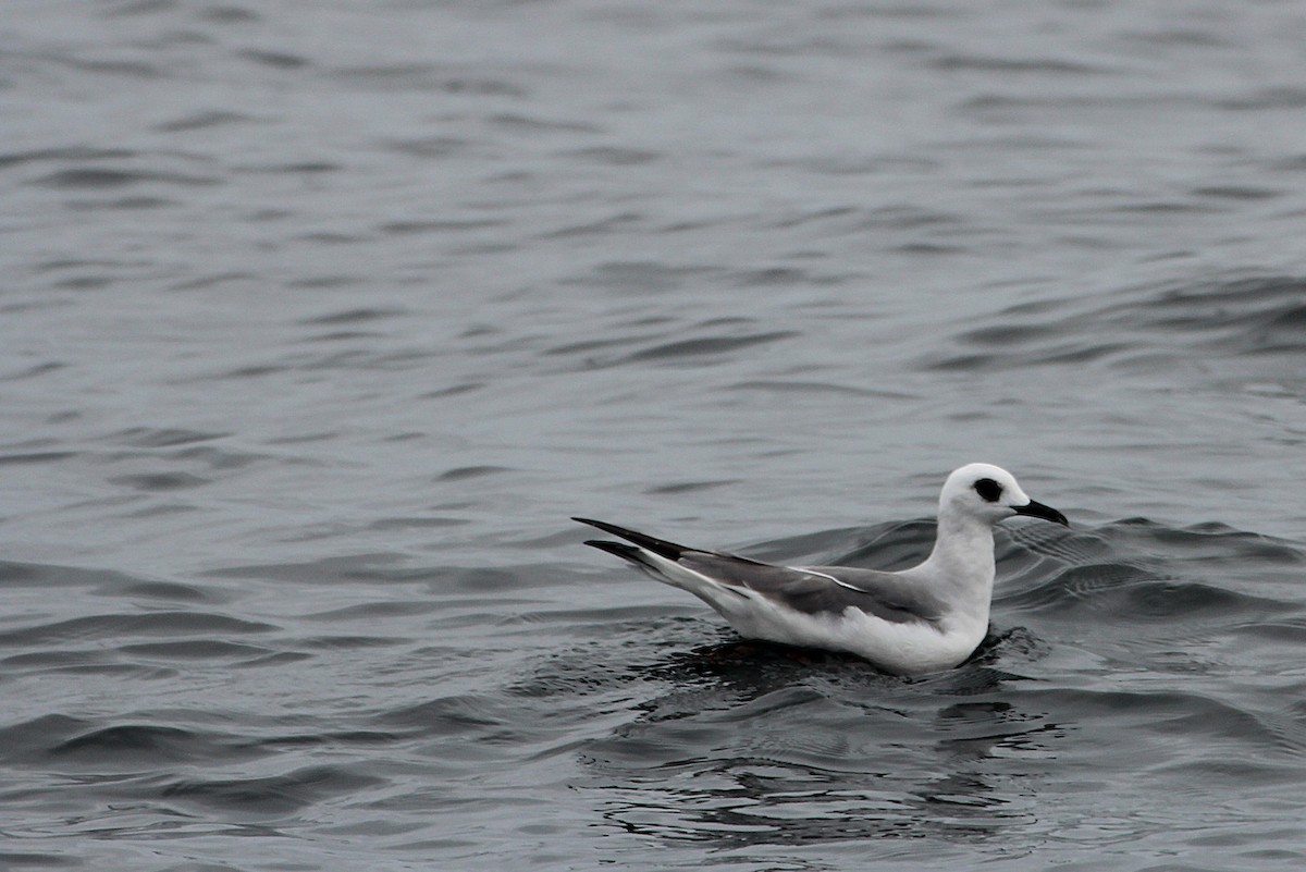 Swallow-tailed Gull - ML640729536