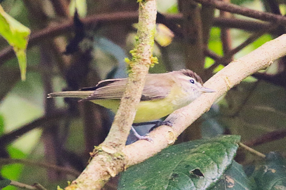 Braunkappenvireo - ML640729686