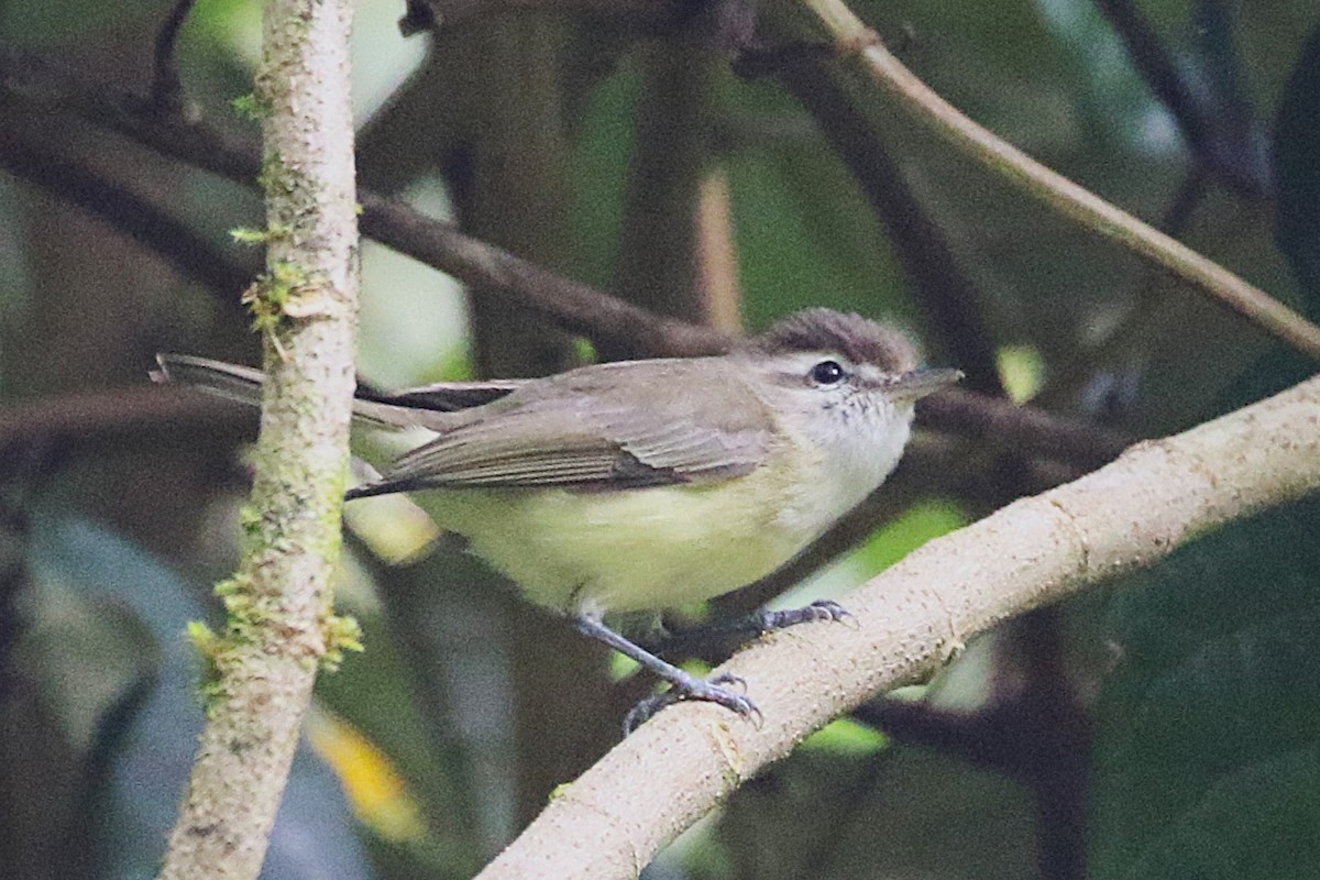 Braunkappenvireo - ML640729692